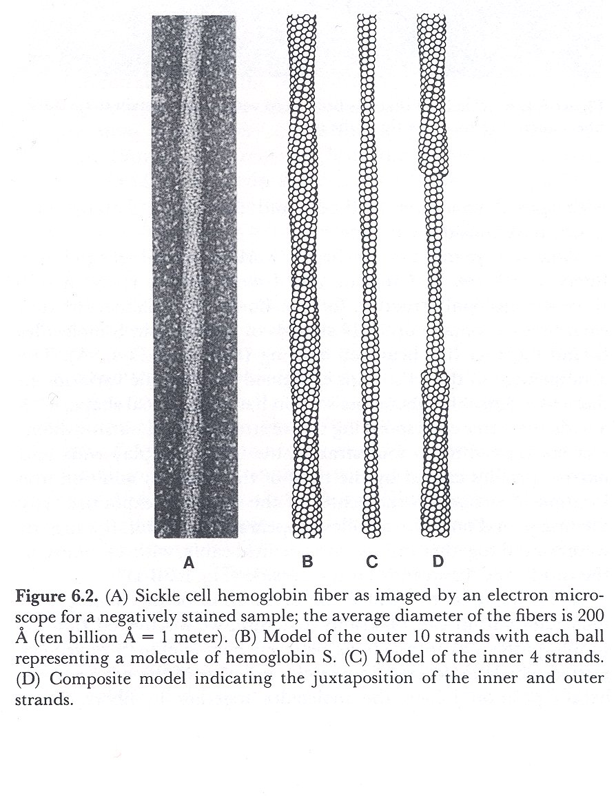 Rods or Helix Structure in Electron microscope and models, Edelstein, 1986: p 118